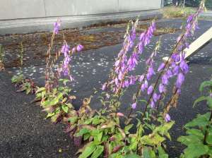 Campanula rapunculoides, creeping bellflower, Bluebell weed, rampion bellflower, rover bellflower, European bellflower, garden Victoria BC Pacific Northwest