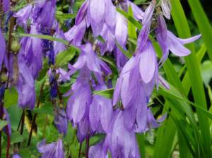 Campanula rapunculoides, creeping bellflower, Bluebell weed, rampion bellflower, rover bellflower, European bellflower, garden Victoria BC Pacific Northwest