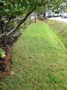 ws Deer Antlers vs fencing 1