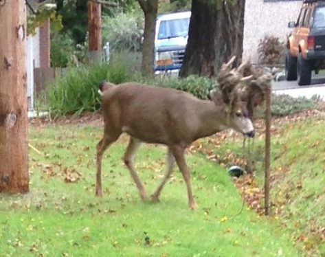 cu Deer Antlers vs fencing 1