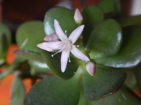 Jade plant, Crassula ovata, Crassula portulacea, Crassula argentea, Jade plant, jade tree, money plant, money tree, succulent, friendship tree, garden Victoria BC Pacific Northwest