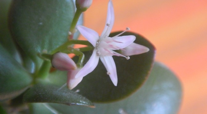 Jade plant, Crassula ovata, Crassula portulacea, Crassula argentea, Jade plant, jade tree, money plant, money tree, succulent, friendship tree, garden Victoria BC Pacific Northwest