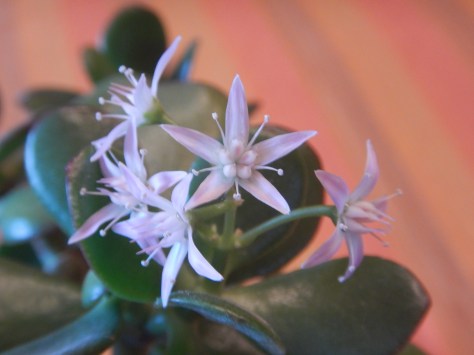 Jade plant, Crassula ovata, Crassula portulacea, Crassula argentea, Jade plant, jade tree, money plant, money tree, succulent, friendship tree, garden Victoria BC Pacific Northwest