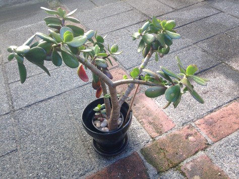 Jade plant, Crassula ovata, Crassula portulacea, Crassula argentea, Jade plant, jade tree, money plant, money tree, succulent, friendship tree, garden Victoria BC Pacific Northwest