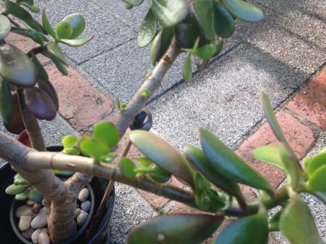 Jade plant, Crassula ovata, Crassula portulacea, Crassula argentea, Jade plant, jade tree, money plant, money tree, succulent, friendship tree, garden Victoria BC Pacific Northwest
