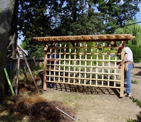 build a privacy trellis, garden Victoria BC Pacific Northwest