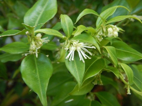 sweetbox blooming in January, Scented Sarcococca, sweetbox, sweet box, Sarcococca ruscifolia, Sarcococca confusa, Sarcococca hookeriana, Sarcococca humilis, Christmas box, winter vanilla plant, January bloom, garden Victoria BC Pacific Northwest
