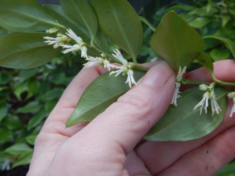 sweetbox blooming in January, Scented Sarcococca, sweetbox, sweet box, Sarcococca ruscifolia, Sarcococca confusa, Sarcococca hookeriana, Sarcococca humilis, Christmas box, winter vanilla plant, January bloom, garden Victoria BC Pacific Northwest