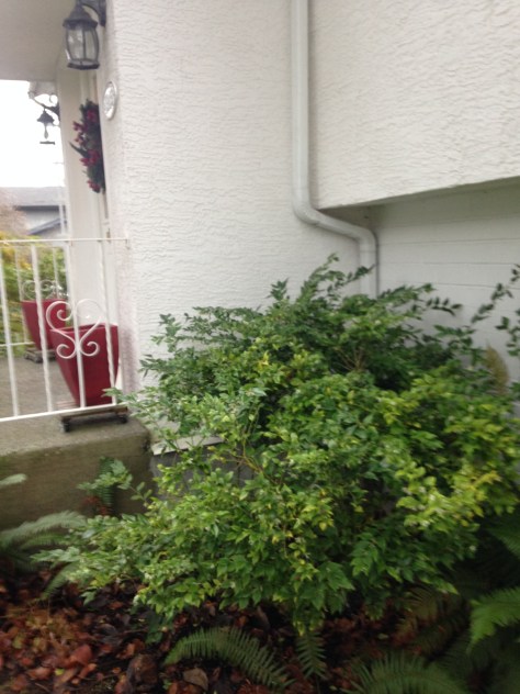 sweetbox blooming in January, Scented Sarcococca, sweetbox, sweet box, Sarcococca ruscifolia, Sarcococca confusa, Sarcococca hookeriana, Sarcococca humilis, Christmas box, winter vanilla plant, January bloom, garden Victoria BC Pacific Northwest