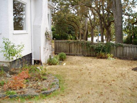 Clematis montana on fence, mountain clematis, Himalayan clematis , garden Victoria BC Pacific Northwest