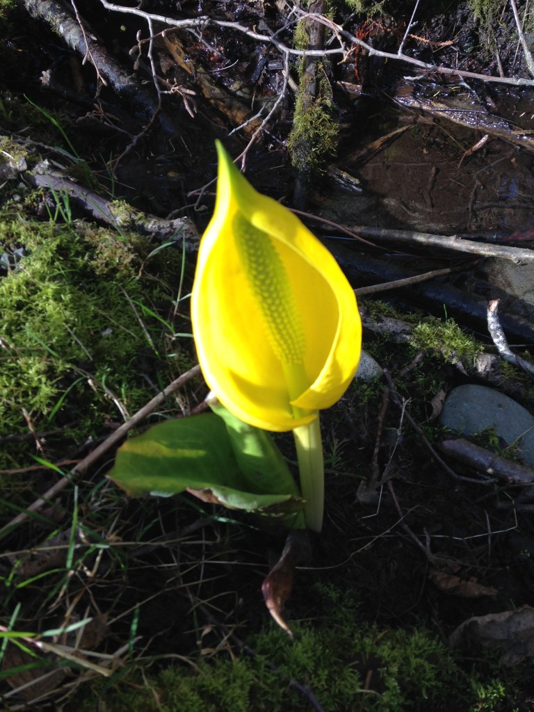 Lysichiton americanus, Western Skunk Cabbage, swamp lantern, yellow skunk cabbage, American skunk cabbage, garden Victoria BC Pacific Northwest