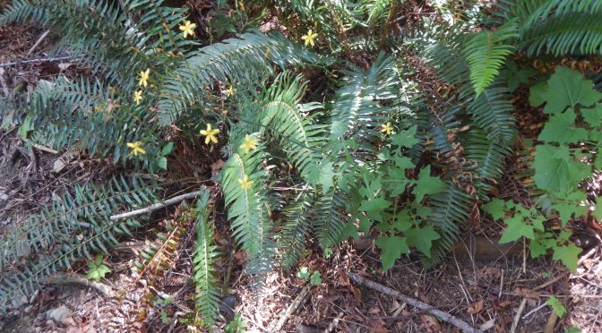 Wall Lettuce (Mycelis muralis)
