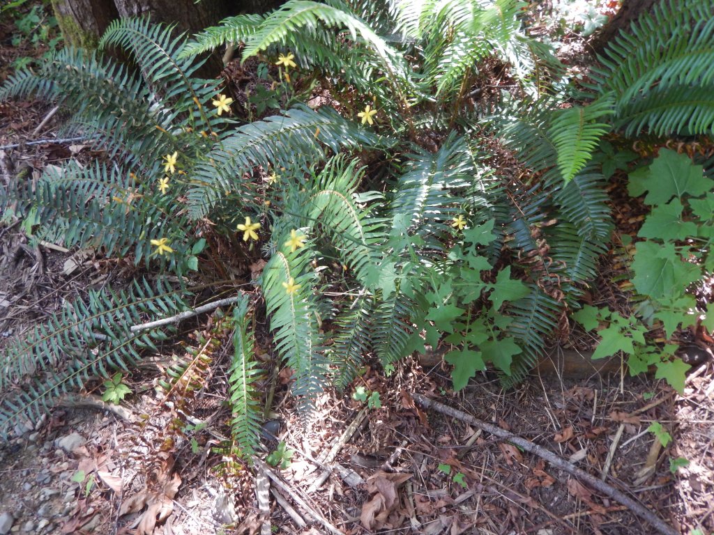 Wall Lettuce, Mycelis muralis, Lactuca muralis, Prenanthes muralis, garden Victoria, Vancouver Island, BC, Pacific Northwest