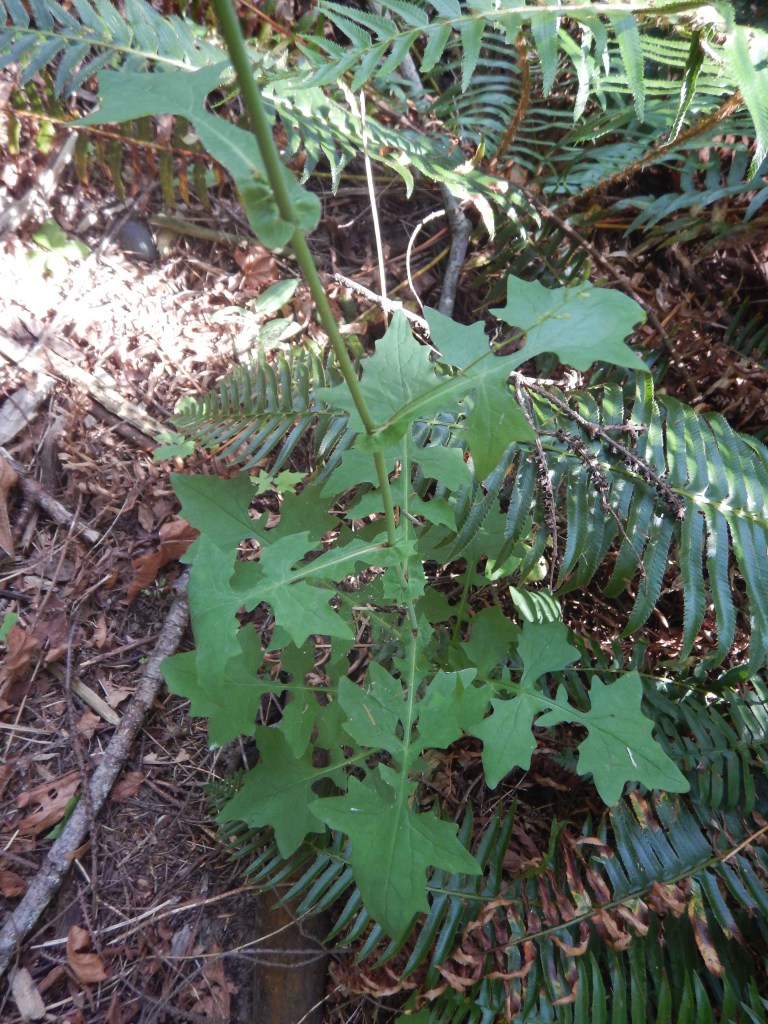 Wall Lettuce, weed, Mycelis muralis, Lactuca muralis, Prenanthes muralis, garden Victoria, Vancouver Island, BC, Pacific Northwest