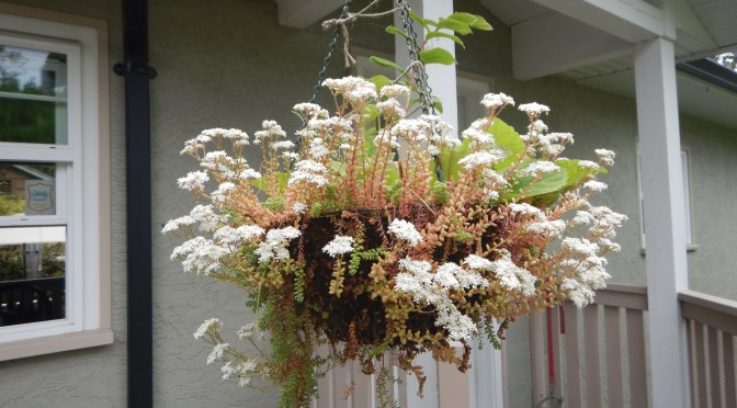 White Stonecrop Hanging Basket