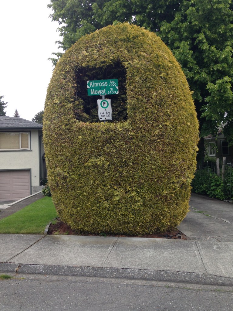 Hedge consumes sign, garden Victoria, Vancouver Island, BC, Pacific Northwest