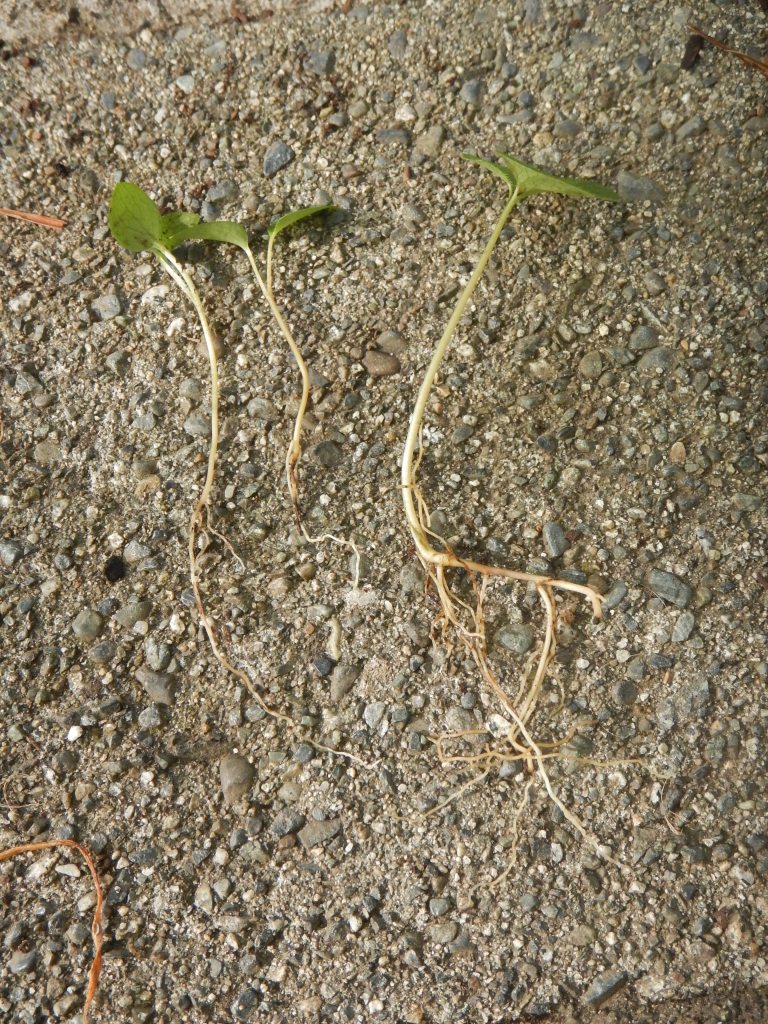 wild ginger, asarum caudatum, British Columbia Wild Ginger, Western Wild Ginger, Long-Tailed Wild Ginger, garden Victoria BC Pacific Northwest