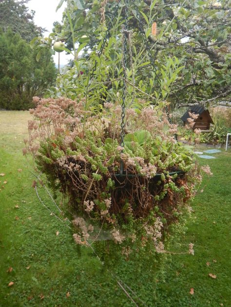 Sedum album hanging basket, white stonecrop, Oreosedum album , small house leek, garden Victoria, Vancouver Island, BC, Pacific Northwest