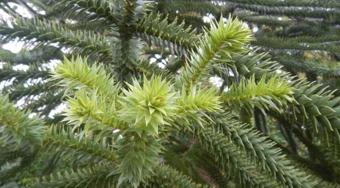 monkey puzzle tree, Araucaria araucana, monkey puzzle tree, monkey tail tree, piñonero, pewen, Chilean pine, garden Victoria, Vancouver Island, BC, Pacific Northwest
