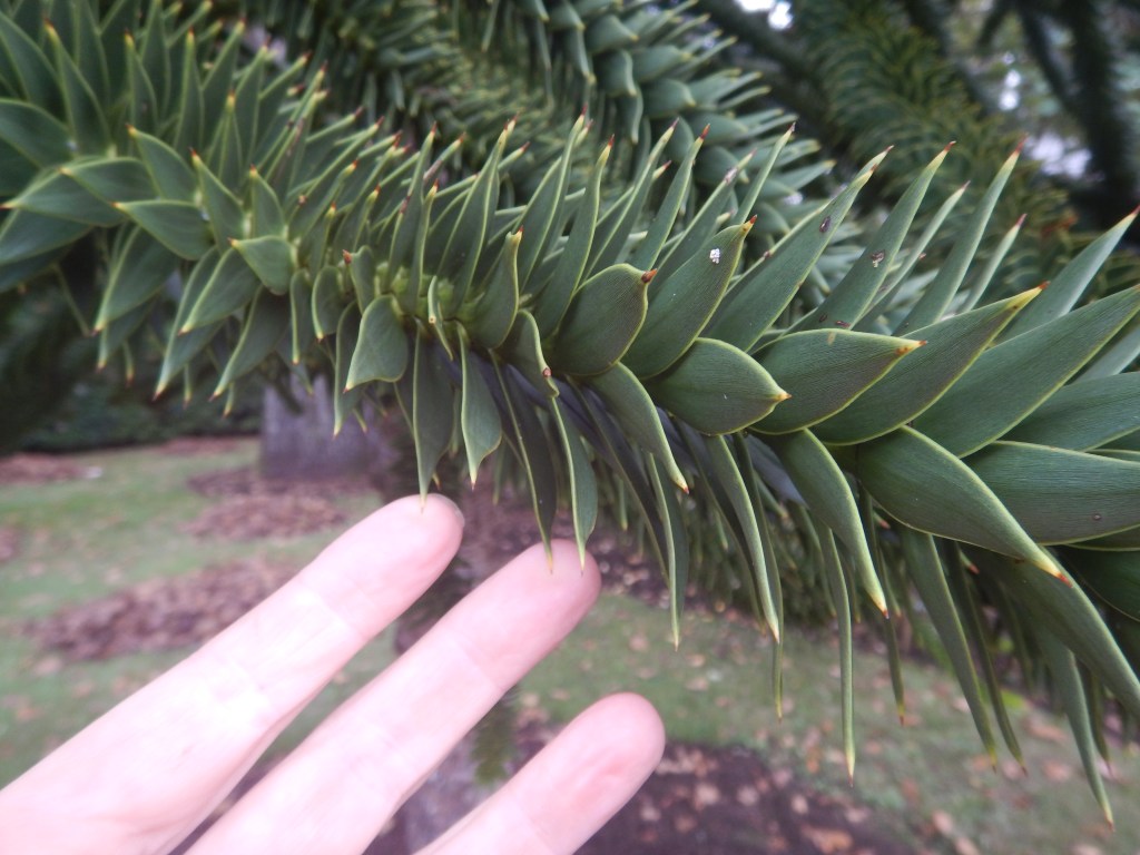 monkey puzzle tree, Araucaria araucana, monkey puzzle tree, monkey tail tree, piñonero, pewen, Chilean pine, garden Victoria, Vancouver Island, BC, Pacific Northwest