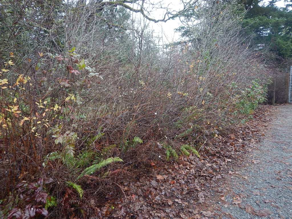 common snowberry, wax berry, white coralberry, corpse berry, snake's berry, waxberry, ghostberry, Symphoricarpos albus, Symphoricarpos rivularis, Symphoricarpos racemosa, garden Victoria, Vancouver Island, BC, Pacific Northwest