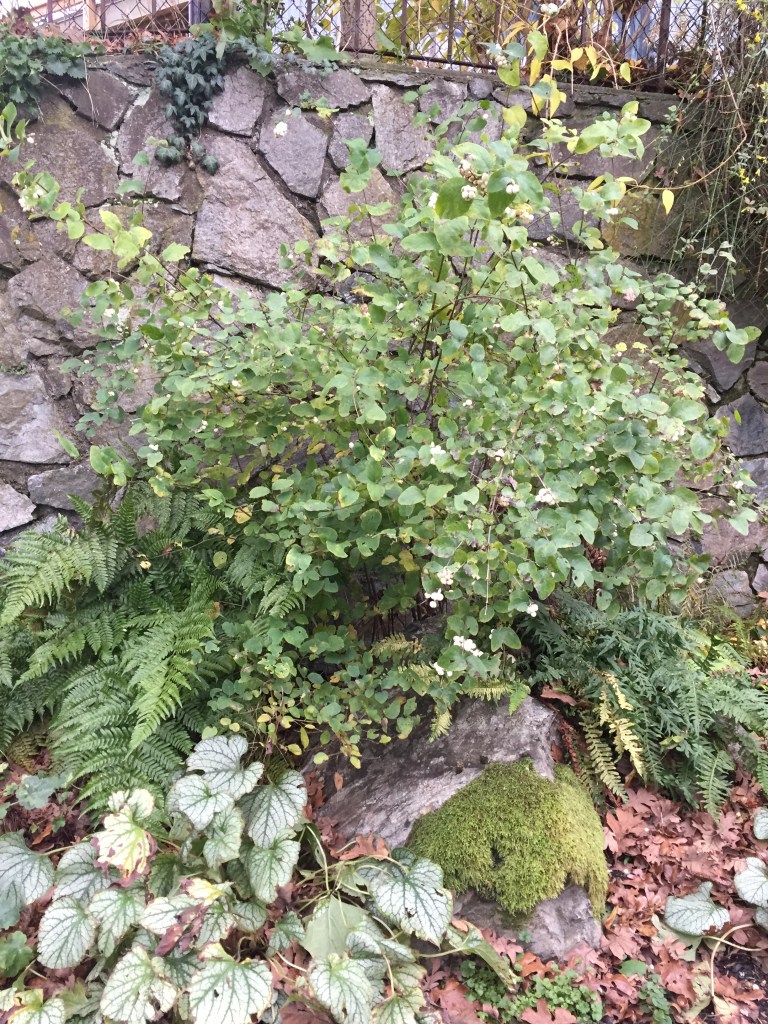 common snowberry, wax berry, white coralberry, corpse berry, snake's berry, waxberry, ghostberry, Symphoricarpos albus, Symphoricarpos rivularis, Symphoricarpos racemosa, garden Victoria, Vancouver Island, BC, Pacific Northwest