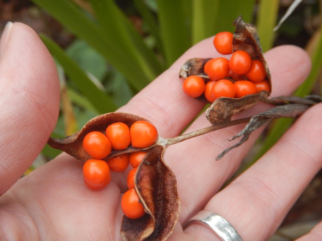 Iris foetidissima, Stinking iris, Fetid Iris, Scarlet berry iris, roast beef plant, Scarlet-Seeded Iris, Coral Iris, Orange Seeded Iris, blue seggin, Gladden, Gladdon, Gladwin, Gladwyn, Stinking Gladwin, garden Victoria, Vancouver Island, BC, Pacific Northwest