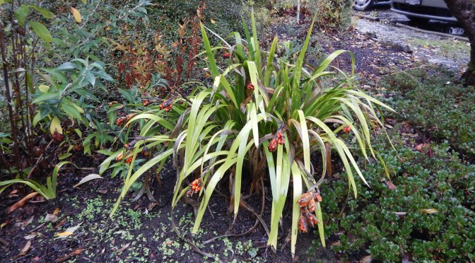 Iris foetidissima, Stinking iris, Fetid Iris, Scarlet berry iris, roast beef plant, Scarlet-Seeded Iris, Coral Iris, Orange Seeded Iris, blue seggin, Gladden, Gladdon, Gladwin, Gladwyn, Stinking Gladwin, garden Victoria, Vancouver Island, BC, Pacific Northwest