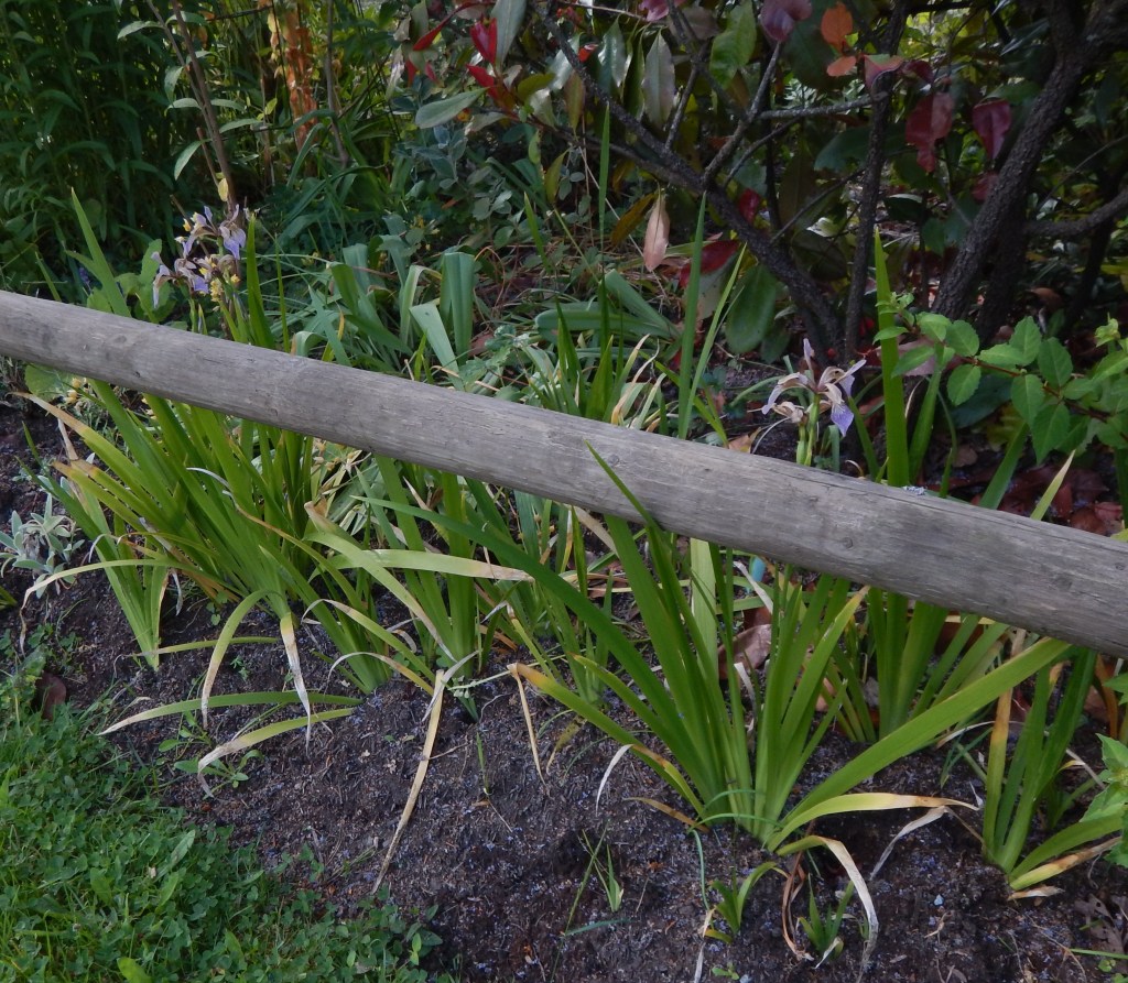 Iris foetidissima, Stinking iris, Fetid Iris, Scarlet berry iris, roast beef plant, Scarlet-Seeded Iris, Coral Iris, Orange Seeded Iris, blue seggin, Gladden, Gladdon, Gladwin, Gladwyn, Stinking Gladwin, garden Victoria, Vancouver Island, BC, Pacific Northwest