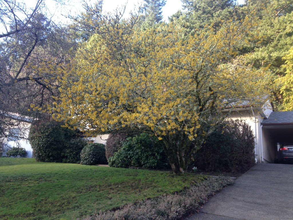 witch hazel, witch-hazel, Hamamelis mollis, Chinese witch hazel