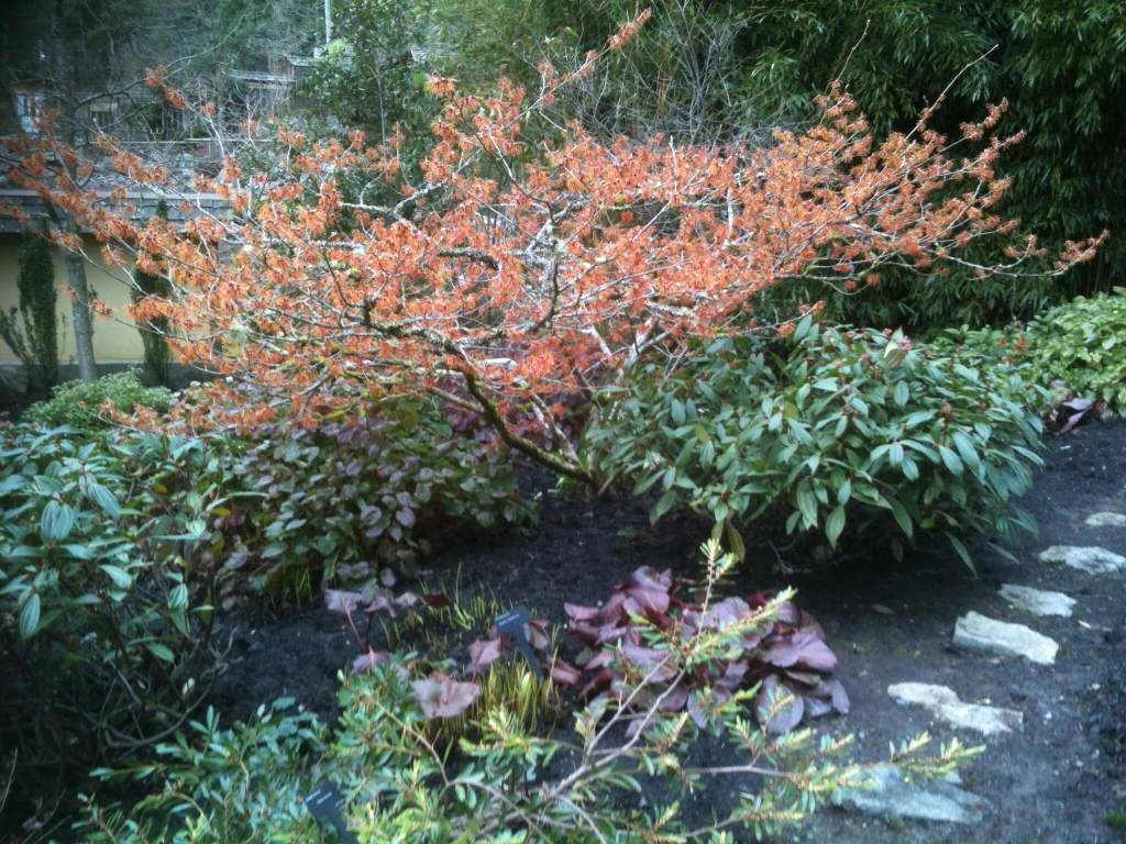 witch hazel, witch-hazel, Hamamelis mollis, Chinese witch hazel