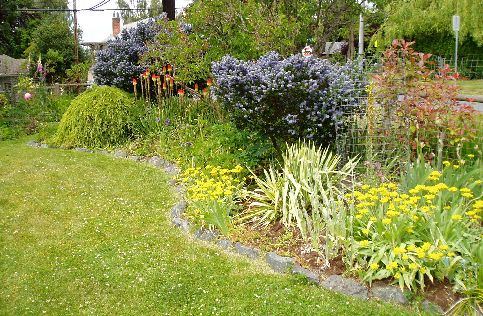 Allium luteum moly, Allium moly luteum, golden garlic, lily leek, yellow flowering onion, Allium obliquum, garden Victoria, Vancouver Island, BC, Pacific Northwest