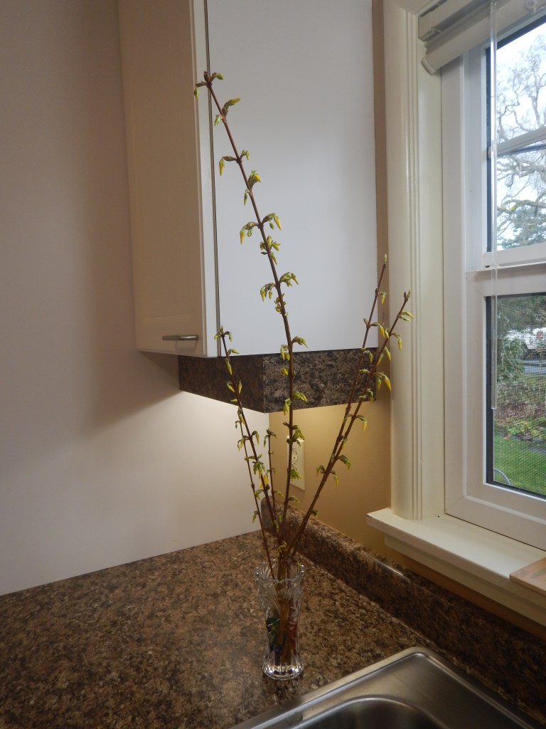 forcing forsythia indoors, Forsythia x intermedia, Easter tree, golden bells, spring flowering shrub, border forsythia, garden Victoria, Vancouver Island, BC, Pacific Northwest