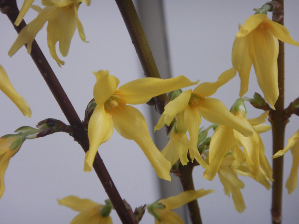 forcing forsythia indoors, Forsythia x intermedia, Easter tree, golden bells, spring flowering shrub, border forsythia, garden Victoria, Vancouver Island, BC, Pacific Northwest