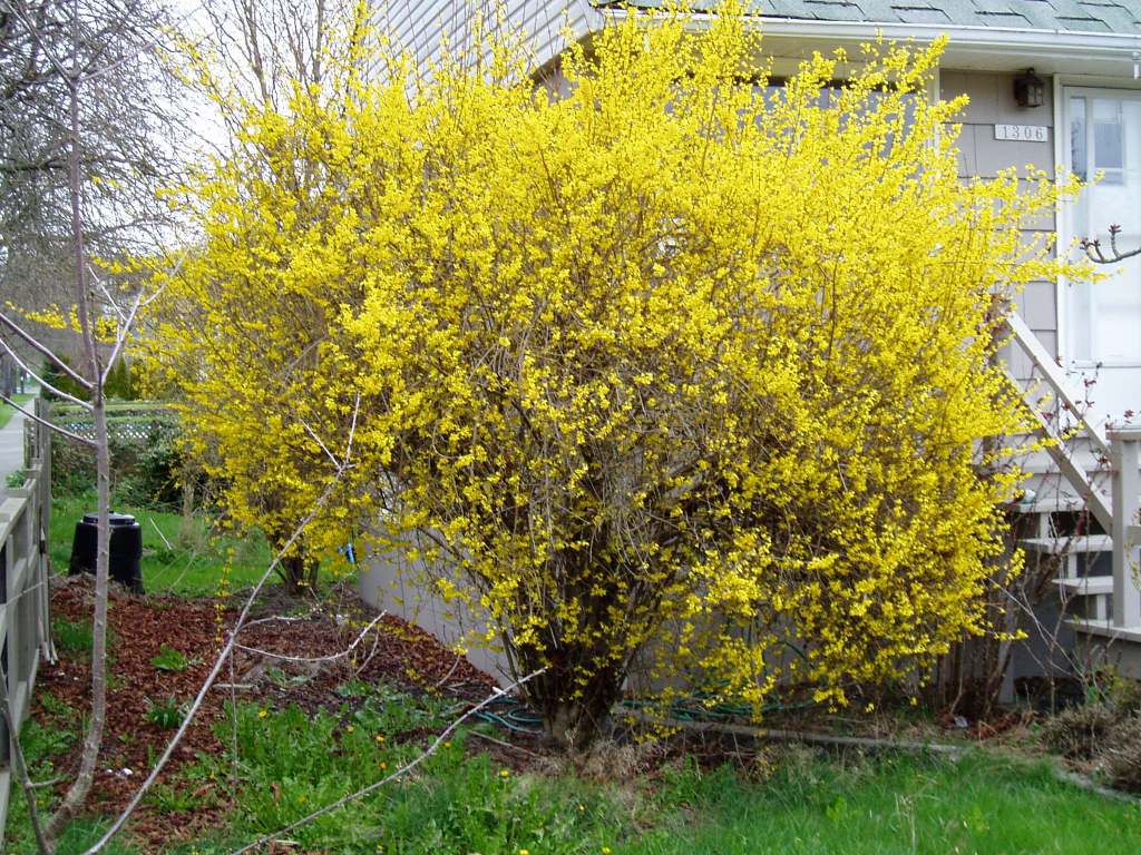 forsythia in bloom, Forsythia x intermedia, Easter tree, golden bells, spring flowering shrub, border forsythia, garden Victoria, Vancouver Island, BC, Pacific Northwest