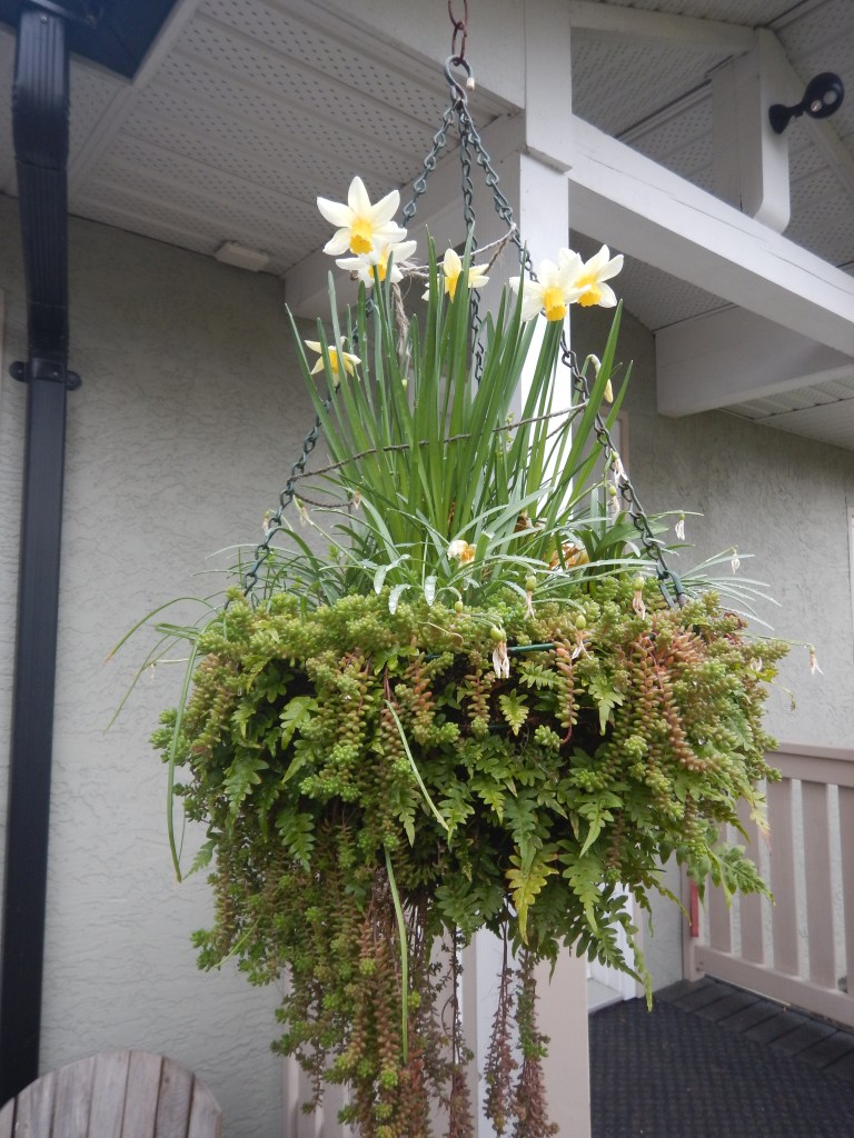 narcissus, galanthus, snowdrops, crocus, spring bulbs bloom in licorice fern, perennial hanging basket, garden Victoria, Vancouver Island, BC, Pacific Northwest