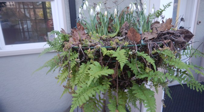Perennial Hanging Basket