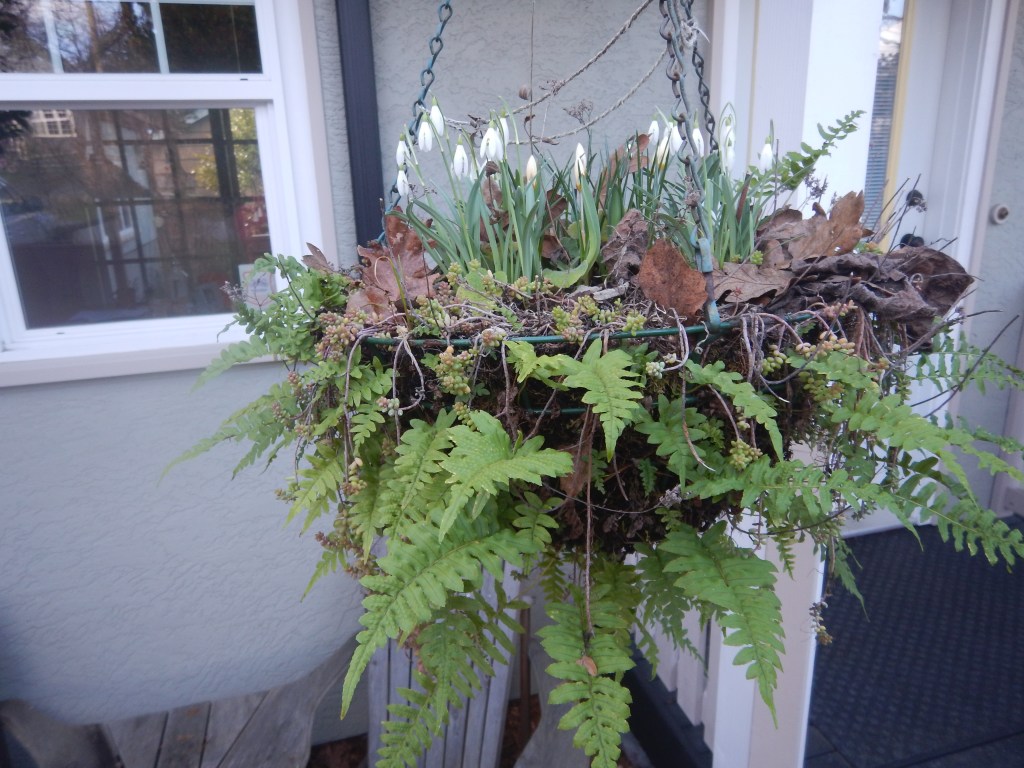snowdrops, galanthus, spring bulbs bloom in licorice fern, perennial hanging basket, garden Victoria, Vancouver Island, BC, Pacific Northwest