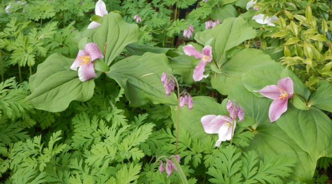Pink Trillium