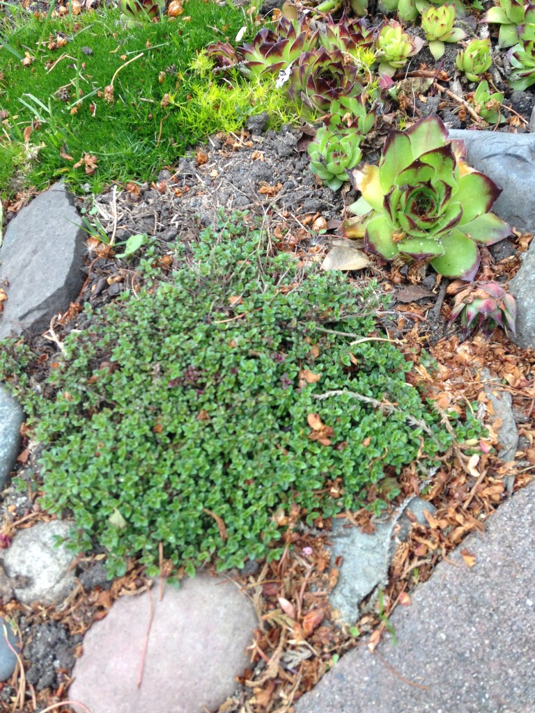 creeping thyme, Thymus praecox, hens and chicks, Sempervivum, succulent, driveway rock garden, rockery, crevice garden, garden Victoria, Vancouver Island, BC, Pacific Northwest