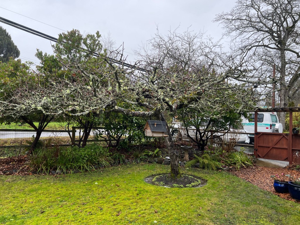winter wet - gravenstein apple tree, garden Victoria, Vancouver Island, BC, Pacific Northwest