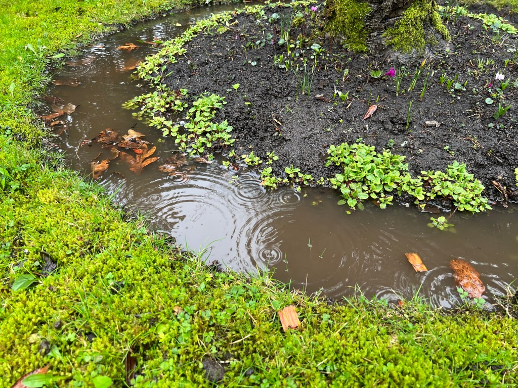 winter wet, primula wanda, garden Victoria, Vancouver Island, BC, Pacific Northwest
