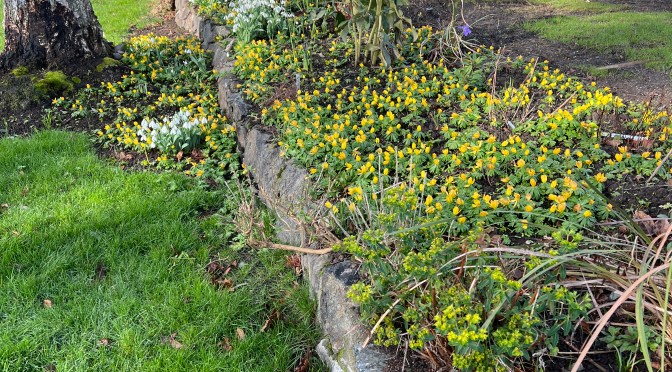 Winter Aconite Meadow