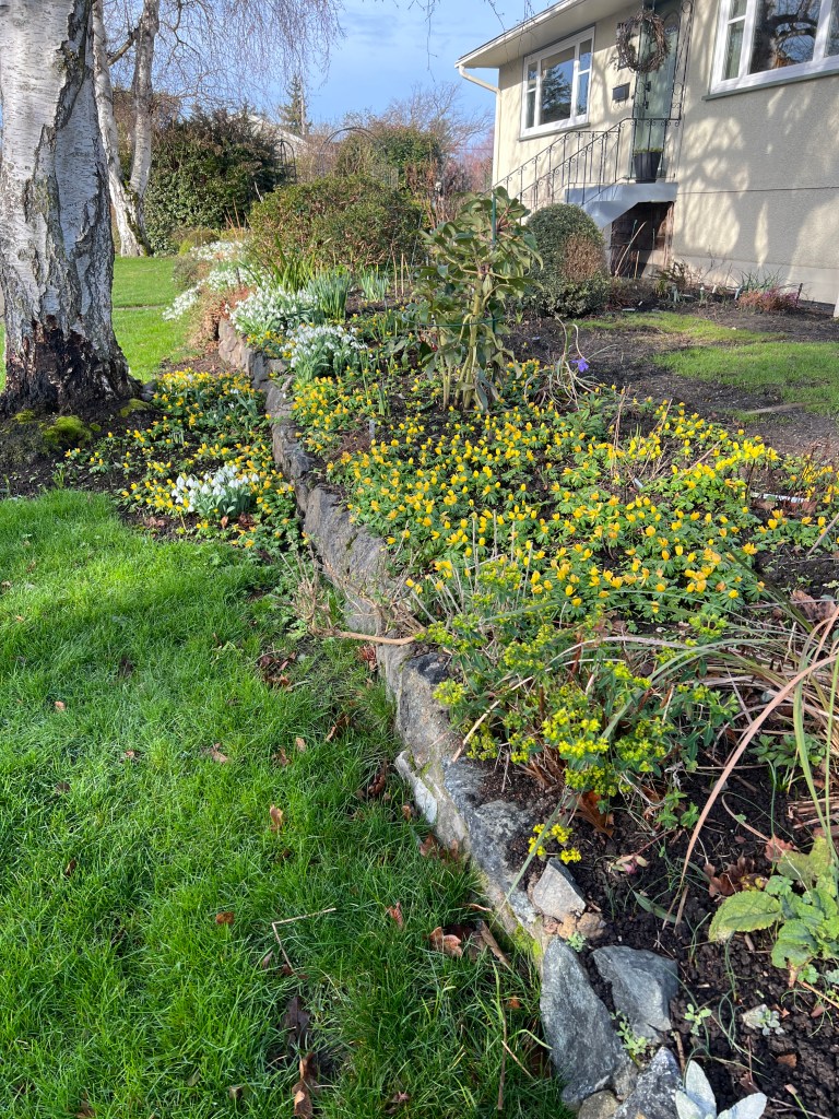 eranthis, winter aconite, galanthus, snowdrops, garden Victoria BC Pacific Northwest
