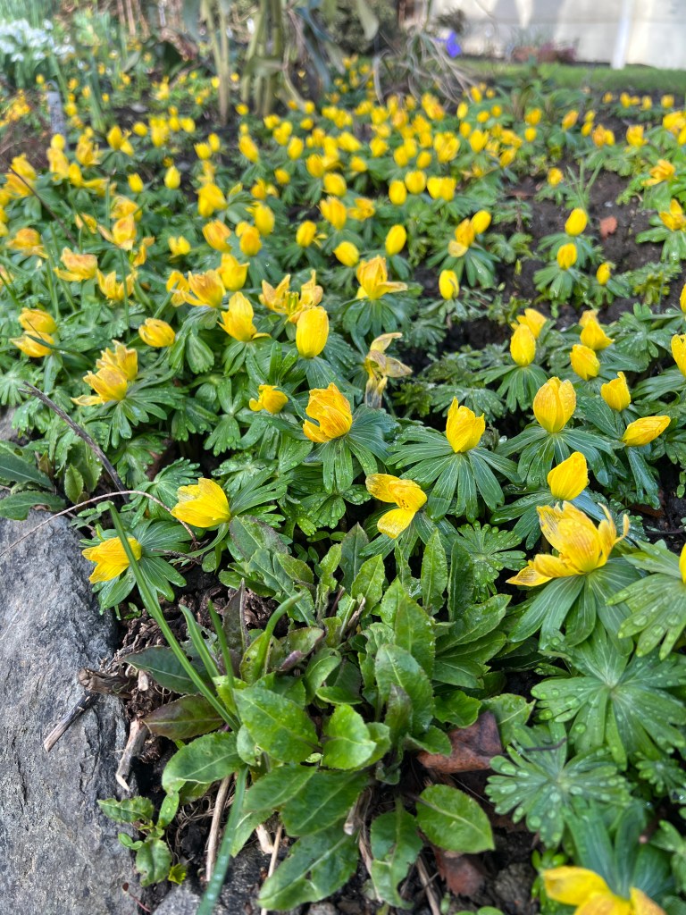eranthis, winter aconite, galanthus, snowdrops, garden Victoria BC Pacific Northwest