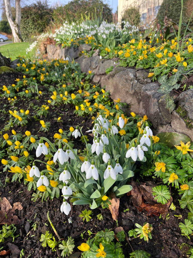 eranthis, winter aconite, galanthus, snowdrops, garden Victoria BC Pacific Northwest