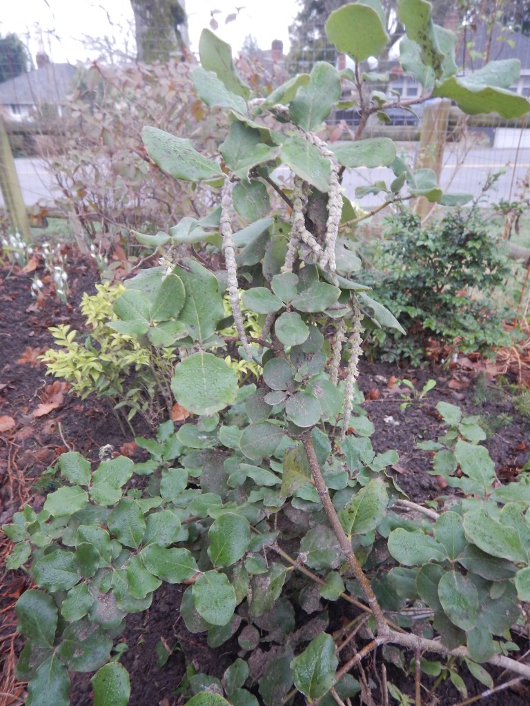 garrya elliptica, silk tassel bush, Wavyleaf Silk tassel, Coast Silktassel, Coast Silk-tassel, Silk Tassel Bush, Wavyleaf Silk-tassel, feverbush, garden Victoria BC Pacific Northwest