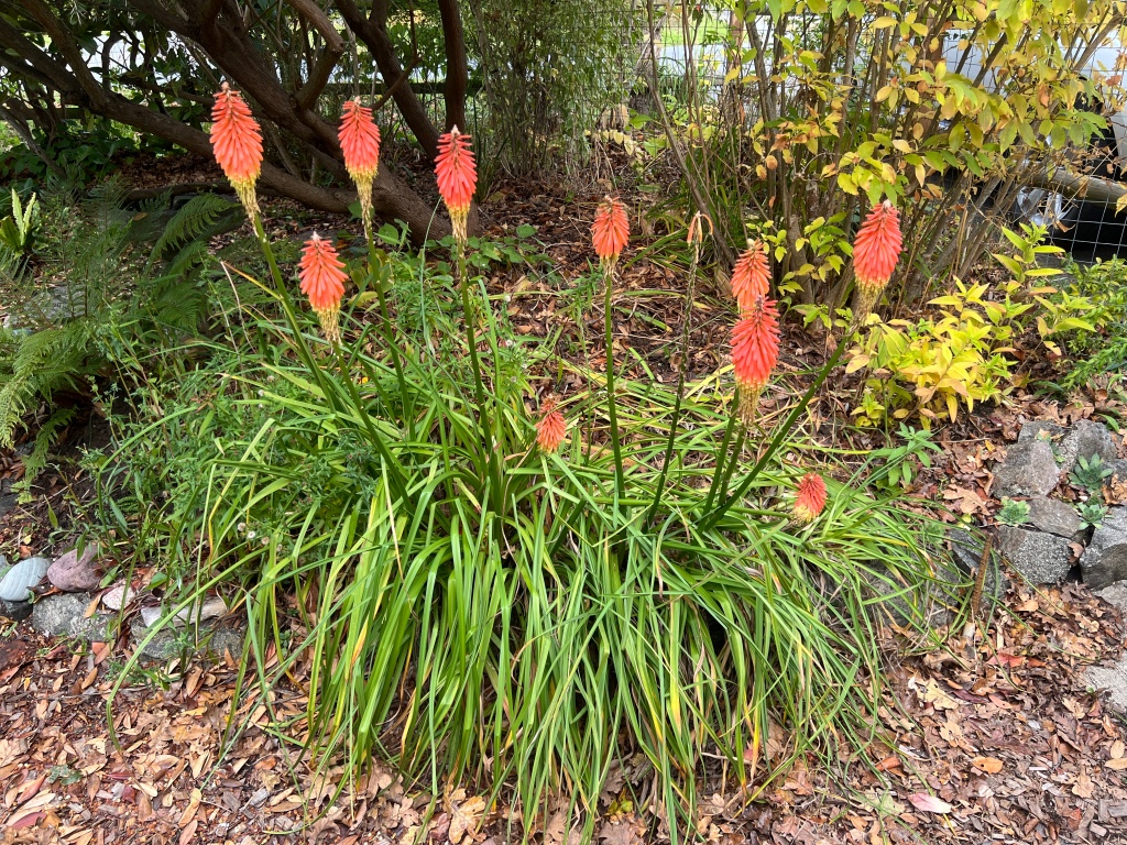 autumn red hot pokers, kniphofia, garden Victoria, Vancouver Island, BC, Pacific Northwest