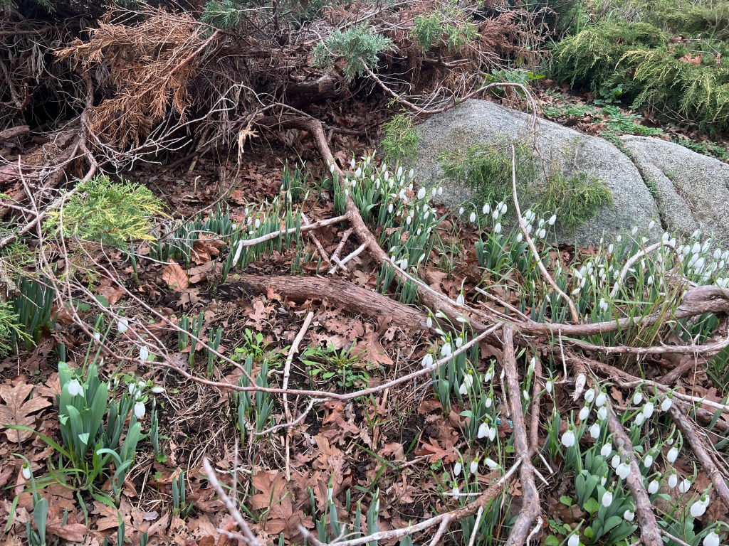 galanthus, snowdrops, garden Victoria BC Pacific Northwest