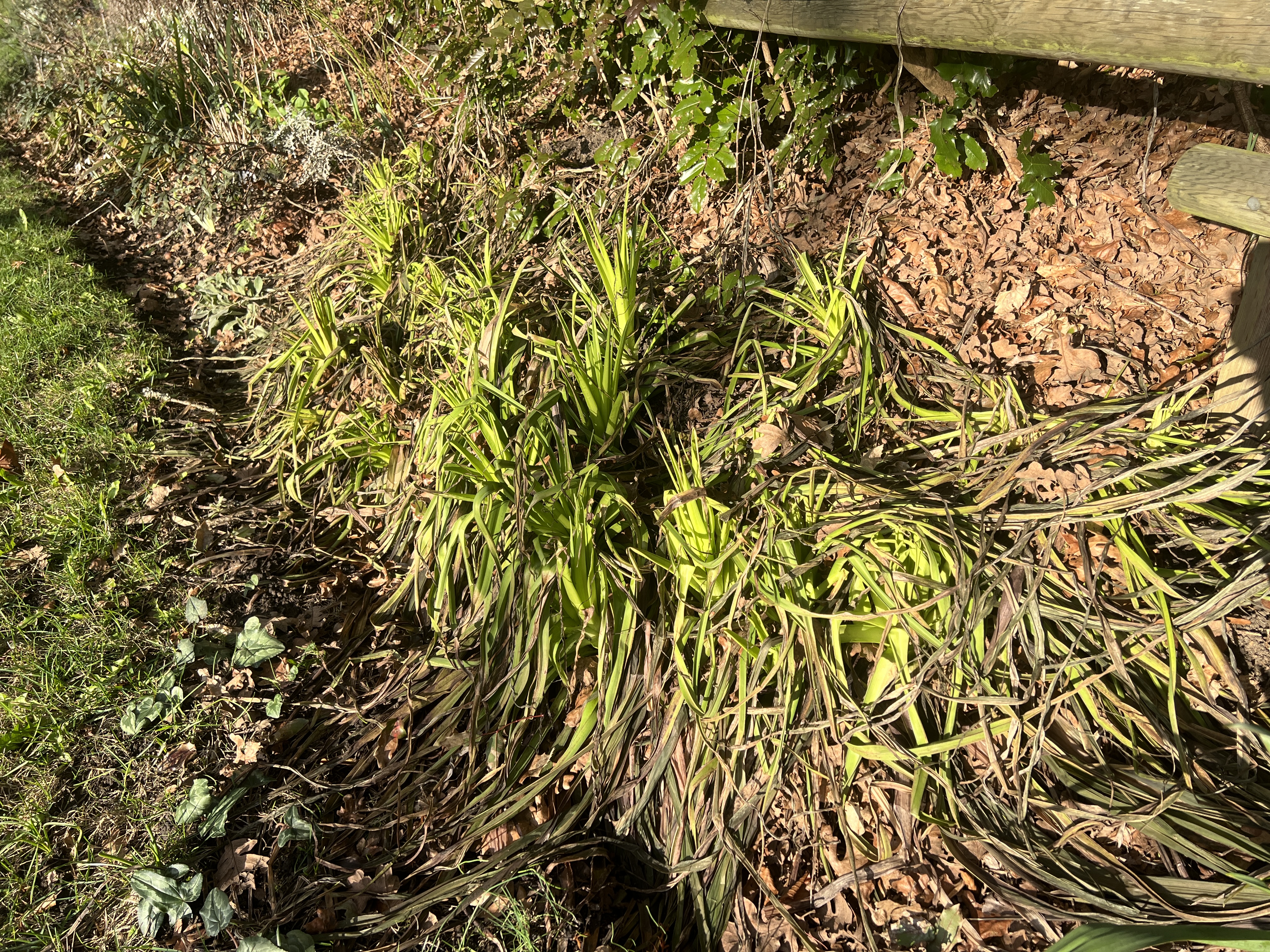 red hot pokers recovering from -10 C, kniphofia, torch lily, tritoma, poker plant, garden Victoria, Vancouver Island, BC, Pacific Northwest